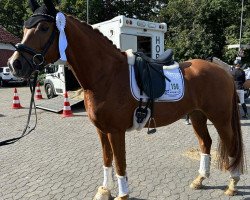 Dressurpferd Fibonacci H (Oldenburger, 2019, von Fürst Romancier)