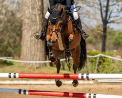 Springpferd Calina 123 (Deutsches Sportpferd, 2013, von Canturino)
