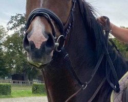jumper Dorado 217 (German Sport Horse, 2018)