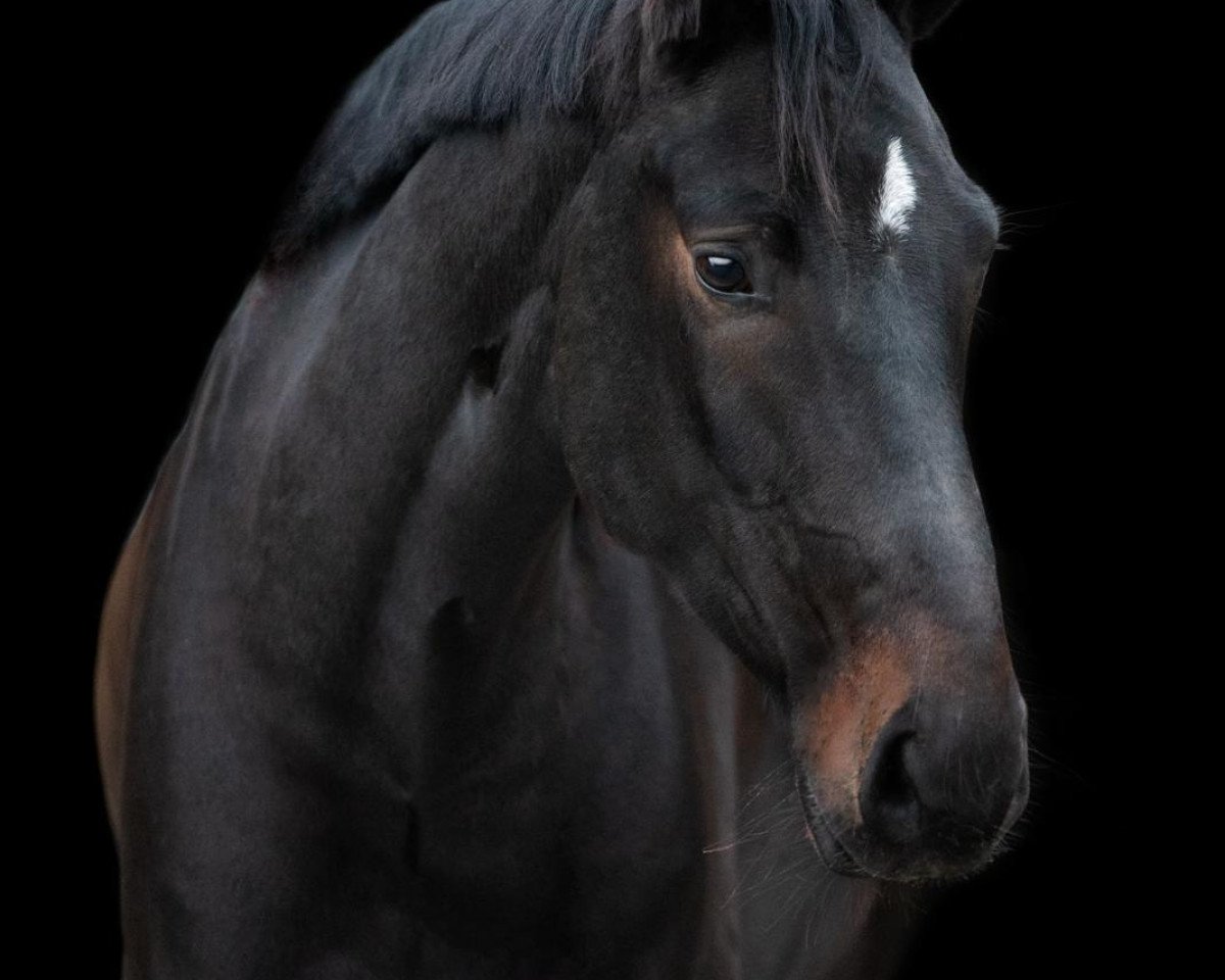 Dressurpferd Lockvogel Mm (Westfale, 2018, von Like a Diamond NRW)