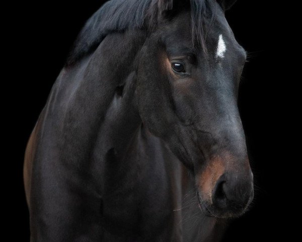 Dressurpferd Lockvogel Mm (Westfale, 2018, von Like a Diamond NRW)