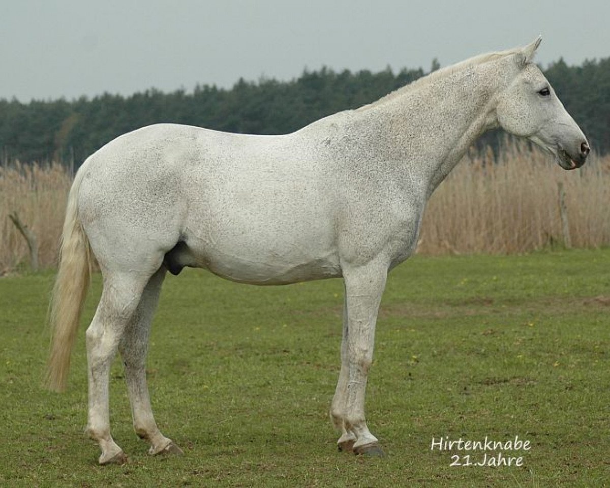 horse Hirtenknabe (Trakehner, 1995, from Kalif 1436)
