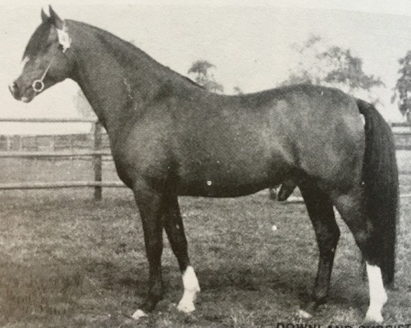 Deckhengst Downland Chorister (Welsh Pony (Sek.B), 1969, von Downland Dandini) Deckhengst Downland Chorister (Welsh Pony (Sek.B), 1969, von Downland Dandini)