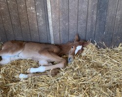 horse Upgrade (Holsteiner, 2023, from UNITED WAY)