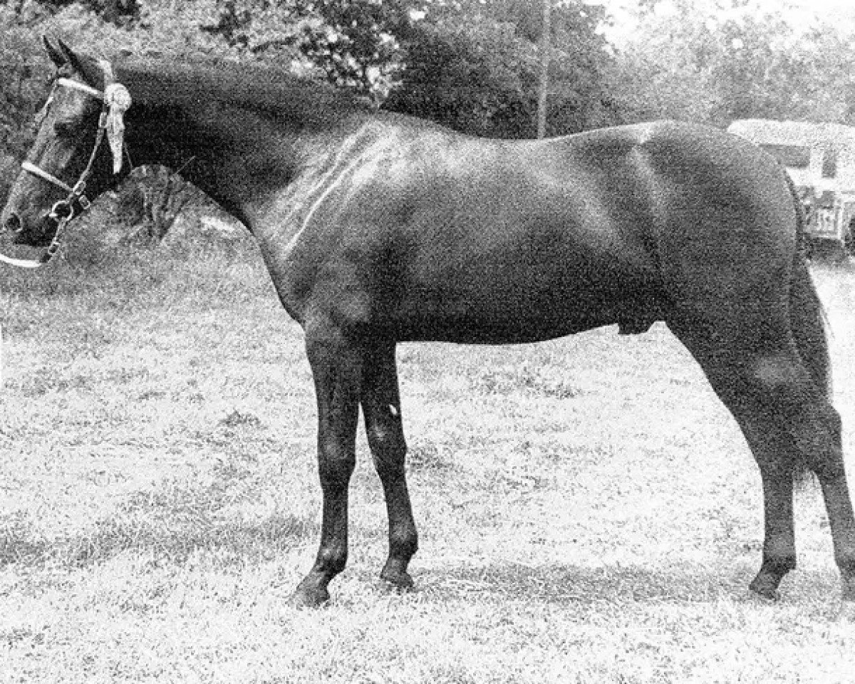 Deckhengst Menai Shooting Star (Welsh Pony (Sek.B), 1963, von Llanarth Nightstar)