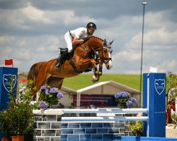broodmare Brandy Jo Pj (Hanoverian, 2018, from Balou du Rouet)