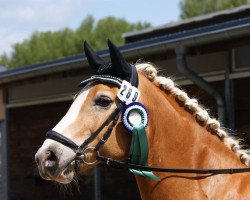 dressage horse Moreno 83 (Haflinger, 1998, from Moik (6,25% ox))