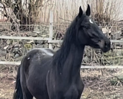 Pferd Air Flower FB (Oldenburger Springpferd, 2020, von Air King)