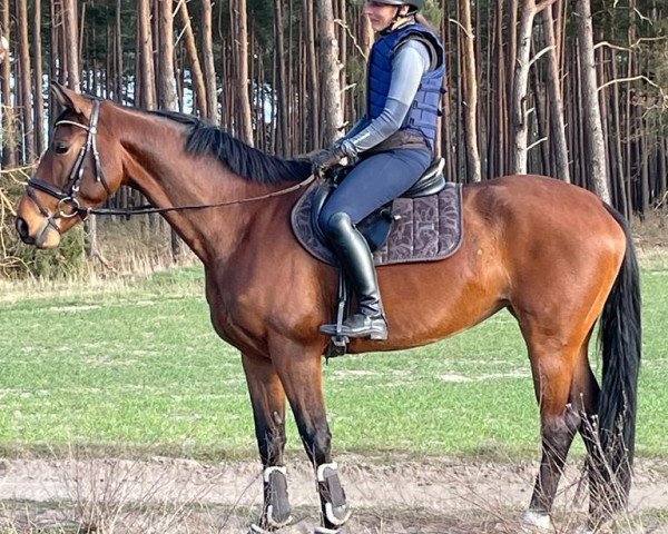 broodmare Duvalina (Oldenburg, 2016, from Belissimo NRW)