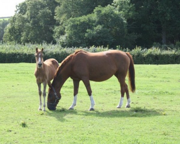 broodmare Justina (German Warmblood, 1999, from Abgott's Pt. Joe)