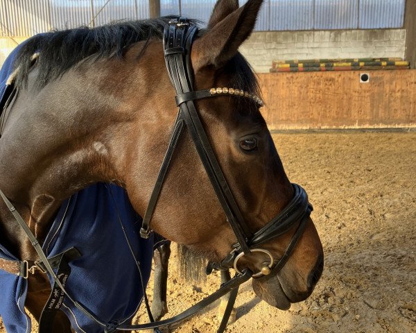 horse Her Happiness (Hanoverian, 2017, from Heinrich Heine)
