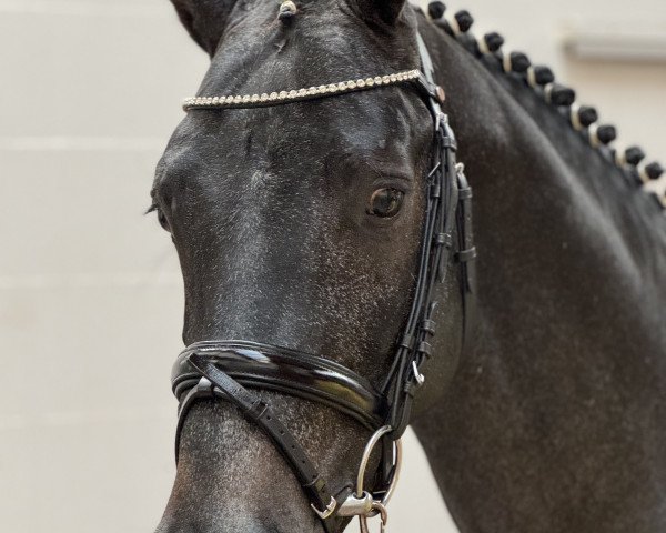 horse Corny on Fire SG (Oldenburg show jumper, 2021, from Cornet's Quaprice)