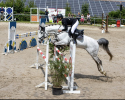 jumper Dacaros pay grey (KWPN (Royal Dutch Sporthorse), 2012, from Donauwind)