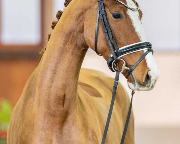 broodmare Viva la Diva S (German Sport Horse, 2020, from Vivat Rex)