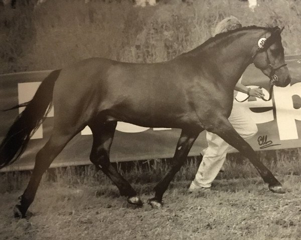 Deckhengst Steehorst Maestro (Welsh Pony (Sek.B), 1991, von Eyarth Harlequin) Deckhengst Steehorst Maestro (Welsh Pony (Sek.B), 1991, von Eyarth Harlequin)