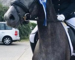 Pferd Bienvenida FS (Deutsches Sportpferd, 2016, von Belantis)