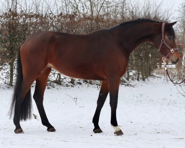 horse Vitaliya (Hanoverian, 2020, from Vaderland OLD)