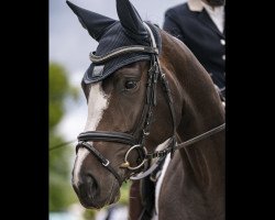 horse Goldmarie 65 (Oldenburg show jumper, 2019, from Coupe Gold)