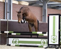 jumper Kingston de L'Eau Z (Zangersheide riding horse, 2016, from Kannan)