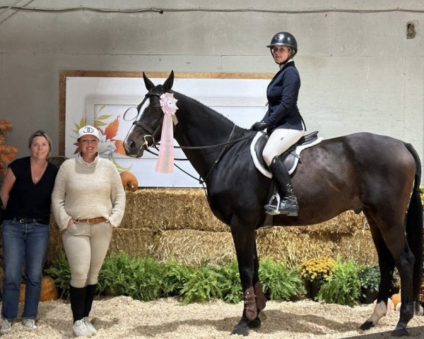 Pferd Spitfire PJ (Hannoveraner, 2014, von Stolzenberg)