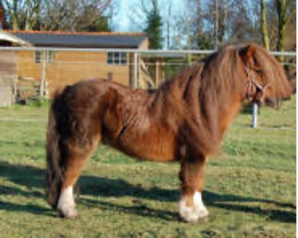 Deckhengst Nolan v.d. Hoge Zevend (Shetland Pony, 1998, von Vulcan of Netherhouse)