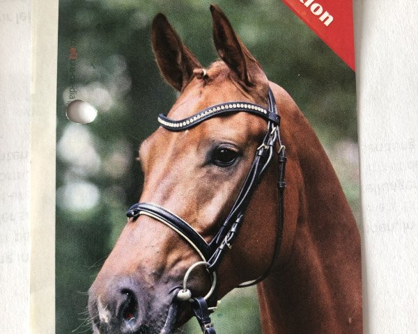 stallion Royal Bolero V (Hanoverian, 2008, from Royal Blend)