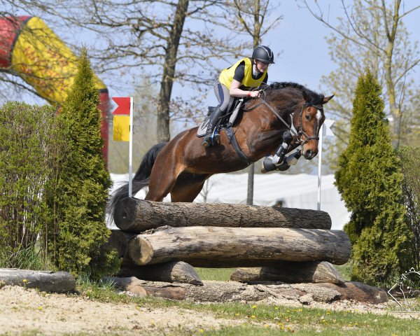 jumper Limbothella A (German Sport Horse, 2015, from Limbothello B)