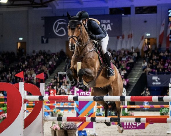 Springpferd Lafocolo crazy stud (Hannoveraner, 2014, von Larius W)