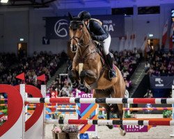 Springpferd Lafocolo crazy stud (Hannoveraner, 2014, von Larius W)