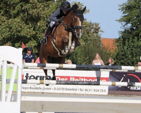 Springpferd Holland v.d. valckenborg (KWPN (Niederländisches Warmblut), 2012, von Cantos)
