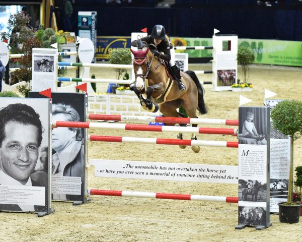 broodmare Brisbane 12 (Hanoverian, 2007, from Balou du Rouet)