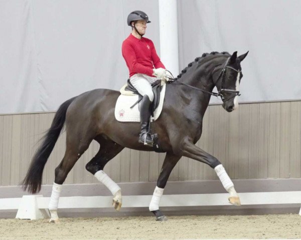 horse Dream On (Westphalian, 2020, from Dancier Gold FRH)