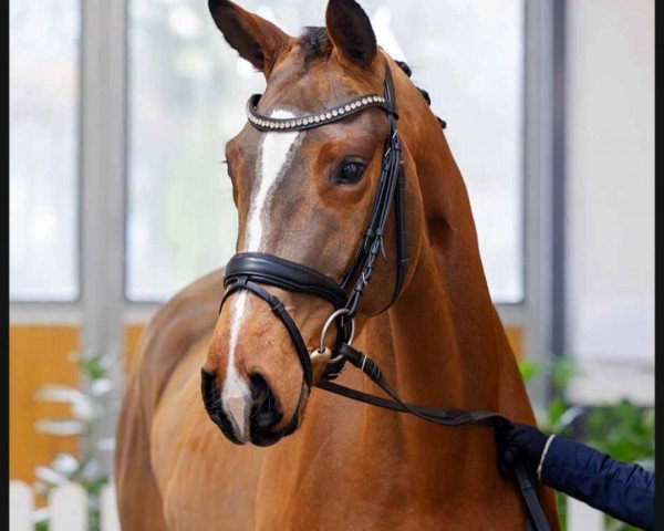 horse Emmelie (Hanoverian, 2020, from Emilio)