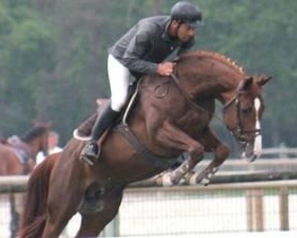 jumper Ureys de Denat (Selle Français, 2008, from Jarnac)