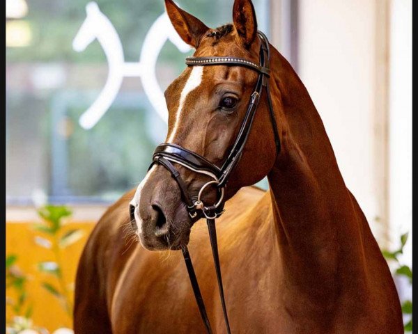 horse Die Leopardin (Hanoverian, 2018, from Don Olymbrio)