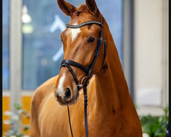Pferd Eddy (Hannoveraner, 2019, von Edward 28)