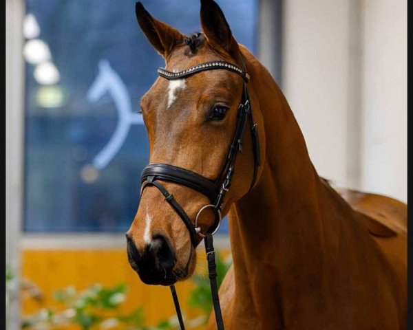 horse Fanta Korn (Hanoverian, 2020, from Fürst Samarant)