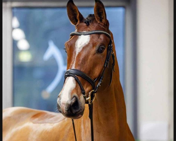 horse Dakil (Hanoverian, 2018, from Danone 4)