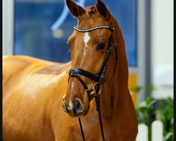 horse Floris Star (Hanoverian, 2020, from Floris Prince)