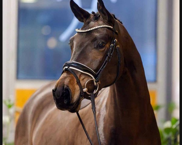 horse Florina (Hanoverian, 2020, from Fidertanz)