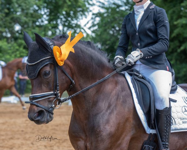 dressage horse Summerfeeling Pl (German Riding Pony, 2010, from Reitland's Du oder Keiner)