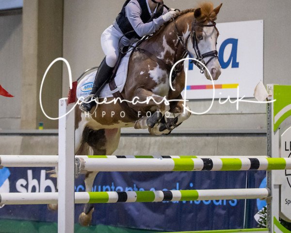 horse Medina Van De Bochten (Belgian Riding Pony, 2008, from Vedet van de Vondelhoeve)