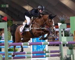 broodmare Melodie van de Vondelhoeve (Belgian Warmblood, 2008, from Vedet van de Vondelhoeve)