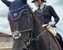 jumper Mr. Reef (German Sport Horse, 2015, from Mill Reef)