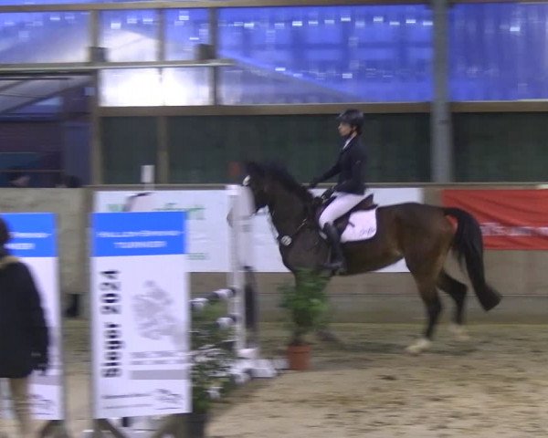 Reitturnier Velen 2024