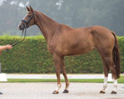 horse Zuckerpuppe (Hanoverian, 2018, from Zoom)