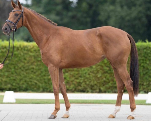 horse Delissima (Westphalian, 2019, from Blue Hors Dreamline)