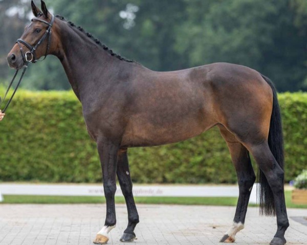 horse Feine Auguste (Westphalian, 2019, from Fürst Samarant)