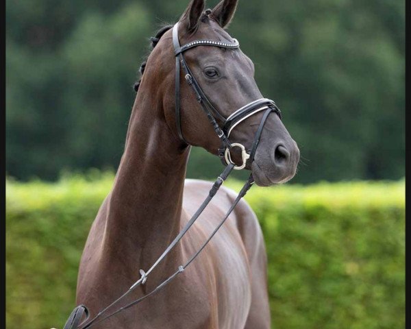 Pferd Hengst von Fürst Samarant / Sandro King (Deutsches Sportpferd, 2019, von Fürst Samarant)