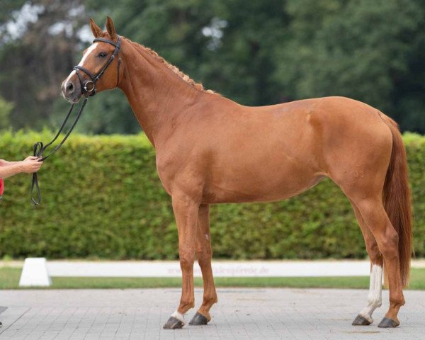 horse Zuckerpuppe (Westphalian, 2018, from Zoom)
